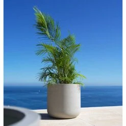 Jumbo Charlie Planter - Stone Washed -Hortology Shop Jumbo Charlie Planter Stone Washed Palm Tree
