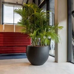 Jumbo Orb Natural Orb Planter - Black -Hortology Shop Jumbo Orb Natural Orb Planter Black Office Palm