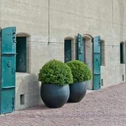 Jumbo Orb Natural Orb Planter - Black -Hortology Shop Jumbo Orb Natural Orb Planter Black Outdoor Topiary