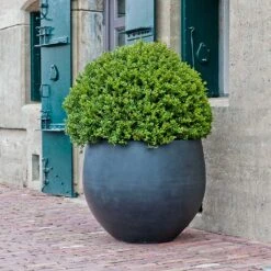 Jumbo Orb Natural Orb Planter - Black -Hortology Shop Jumbo Orb Natural Orb Planter Black Single Outdoor Planter