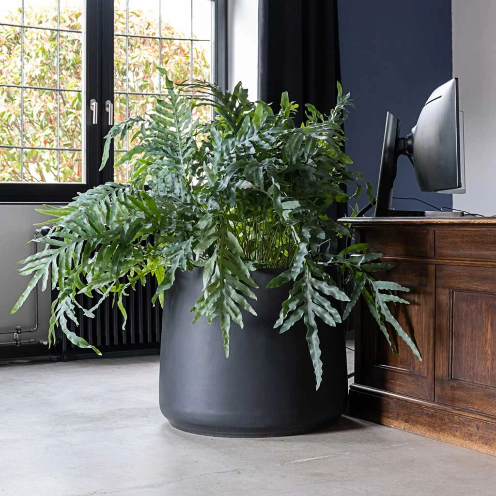 Jumbo Patt Natural Planter - Black 2 Jumbo Patt Natural Planter - Black - Image 2