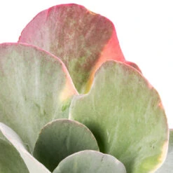 Kalanchoe Luciae Fantastic - Paddle Plant 10 Kalanchoe Luciae Fantastic - Paddle Plant -Hortology Shop Kalanchoe luciae Fantastic Paddle Plant SWATCH