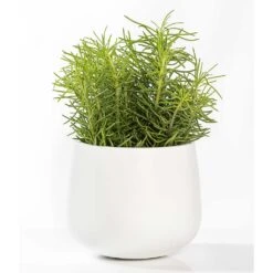 Kevan Essentials Plant Pot - Matt White 13 Kevan Essentials Plant Pot - Matt White -Hortology Shop Kevan Plant Pot Matt White Houseplant