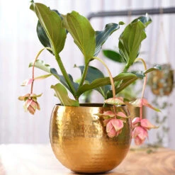 Kody Metal Plant Pots - Set Of 3 - Large - Gold -Hortology Shop Kody Metal Plant Pots Set of 2 Small Gold Lifestyle 02 c446cf52 5828 483a b7f1 16895f1c1bb7