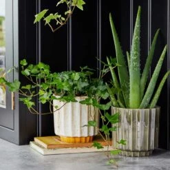 Lugano Scalloped Plant Pot - Green -Hortology Shop LIfestyle Lugano Scalloped Plant Pot ae74e4e0 f0a1 4527 b98d a98742e47a0d