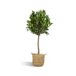 Laurus Nobilis - Bay Tree 16 Laurus Nobilis - Bay Tree -Hortology Shop Laurus Nobilis Bay Tree 25x130cm Nelis Plant Basket Natural 28x27cm ad0709c6 9647 4ddb a109 2077ca228b1e
