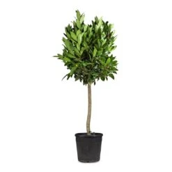 Laurus Nobilis - Bay Tree 13 Laurus Nobilis - Bay Tree -Hortology Shop Laurus nobilis Bay Tree 25x130cm 2