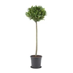 Laurus Nobilis - Bay Tree 18 Laurus Nobilis - Bay Tree -Hortology Shop Laurus nobilis Bay Tree 25x130cm
