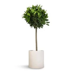 Max Refined Planter - Natural White 14 Max Refined Planter - Natural White -Hortology Shop Laurus nobilis Bay Tree 25x130cm Max Refined Planter Natural White 29x29.5cm 60aea5e9 dce7 4349 9dcd da1f6b99943b