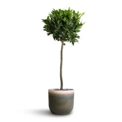 Laurus Nobilis - Bay Tree 19 Laurus Nobilis - Bay Tree -Hortology Shop Laurus nobilis Bay Tree 25x130cm Tarra Plant Pot Forest 29x25cm