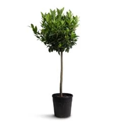 Laurus Nobilis - Bay Tree 15 Laurus Nobilis - Bay Tree -Hortology Shop Laurus nobilis Bay Tree 25x130cm b83f2498 0028 4b71 96b3 27282ef7ecba