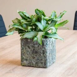 Lava Cube Relic Planter - Jade -Hortology Shop Lava Cube Relic Planter Jade Houseplants