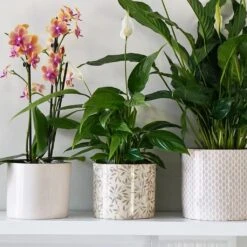 Lazzaro Plant Pot - Sage Foliage -Hortology Shop Lazzaro Plant Pot Sage Foliage 15 x 13cm