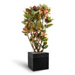 Line-Up Cube Planter - Matt Black -Hortology Shop Line Up Cube Planter Matt Black Croton