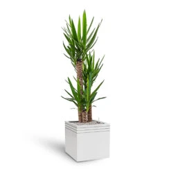 Line-Up Cube Planter - Matt White -Hortology Shop Line Up Cube Planter Matt White Yucca