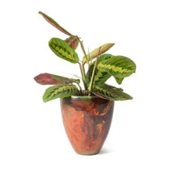 Maranta Leuconeura Var. Erythroneura - Herringbone Plant -Hortology Shop Livin Beauty Flowerpot Copper Smooth Maranta leuconeura erythroneura Herringbone Plant 234e225d 101b 4bf2 8296 0487b3cb94af