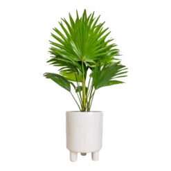 Pisa Plant Pot - White -Hortology Shop Livistona rotundifolia Footstool Palm 14x60cm Pisa Plant Pot White 16x19cm
