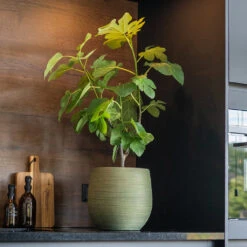 Lydia Plant Pot - Shiny Green -Hortology Shop LydiaPlantPot ShinyGreen 8