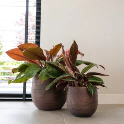 Lydia Plant Pot - Shiny Purple -Hortology Shop LydiaPlantPotShiny Purple 5