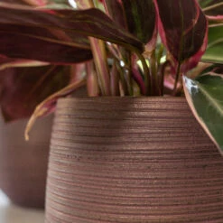 Lydia Plant Pot - Shiny Purple -Hortology Shop LydiaPlantPotShiny Purple 6