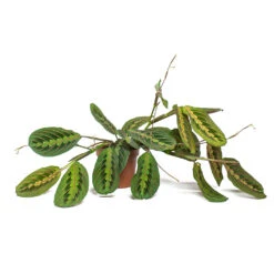 Maranta Leuconeura Var. Erythroneura - Herringbone Plant -Hortology Shop Maranta leuconeura var erythroneura Herringbone Plant 12cm Trailing