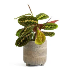 Maranta Leuconeura Var. Erythroneura - Herringbone Plant -Hortology Shop Maranta leuconeura var erythroneura Herringbone Plant Nola Plant Pot Shiny Earth 883c1cc3 2ee9 4e57 a92a 3ee494c93a29