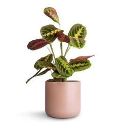 Maranta Leuconeura Var. Erythroneura - Herringbone Plant -Hortology Shop Maranta leuconeura var. erythroneura Herringbone Plant 12x35cm Lisbon Plant Pot Pink Clay 15x15cm