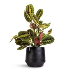Norell Plant Pot - Black -Hortology Shop Maranta leuconeura var. erythroneura Herringbone Plant 12x35cm Norell Plant Pot Black 18x16cm