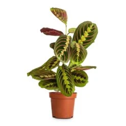 Maranta Leuconeura Var. Erythroneura - Herringbone Plant -Hortology Shop Maranta leuconeura var. erythroneura Herringbone Plant 12x35cm e4c5d1bb a62c 46b7 81eb 764fdcf23720