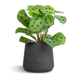 Patt Plant Pot - Black Washed -Hortology Shop Maranta leuconeura var. kerchoveana Rabbit s Foot 12x25cm Patt Plant Pot Black Washed 17x14cm 7e1a5c08 4a8f 4ce0 8a83 b77f13d689dc
