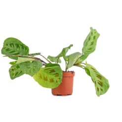 Maranta Leuconeura Var. Kerchoveana - Variegated Rabbit's Foot -Hortology Shop Maranta leuconeura var. kerchoveana Variegata Rabbit s Foot