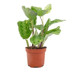 Maranta Leuconeura Var. Kerchoveana - Variegated Rabbit's Foot -Hortology Shop Maranta leuconeura var. kerchoveana Variegata Rabbit s Foot 5573