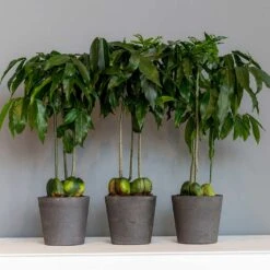 Mini Bucket Plant Pot - Black Washed -Hortology Shop Mini Bucket Plant Pot Black Washed Houseplants