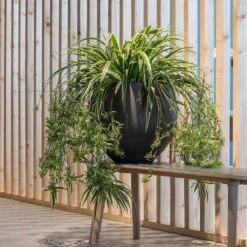 Mini Orb Kevan Plant Pot - Black Washed -Hortology Shop Mini Orb Kevan Plant Pot Black Washed Spider Plant