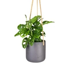 Monstera Adansonii - Philodendron Monkey Mask -Hortology Shop Monstera adansonii Philodendron Monkey Mask 12x30cm Charlie Hanging Plant Pot Black Washed 15x15cm