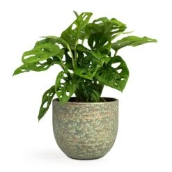 Monstera Adansonii - Philodendron Monkey Mask -Hortology Shop Monstera adansonii Philodendron Monkey Mask 12x30cm Rinca Plant Pot Shiny Green 15x13cm