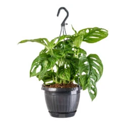Monstera Adansonii - Philodendron Monkey Mask -Hortology Shop Monstera adansonii Philodendron Monkey Mask 15x40cm
