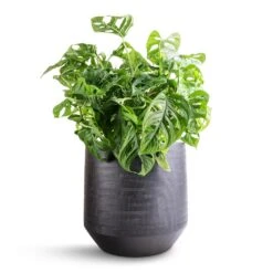 Norell Plant Pot - Black -Hortology Shop Monstera adansonii Philodendron Monkey Mask 19x50cm Norell Plant Pot Black 25x24cm bb5bbba4 6f7f 4889 9bb5 1cbe250f8a99