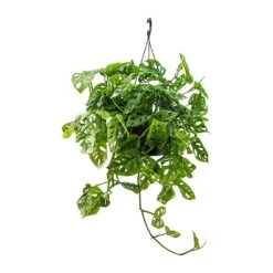 Monstera Adansonii - Philodendron Monkey Mask -Hortology Shop Monstera adansonii Philodendron Monkey Mask 28x40cm v2