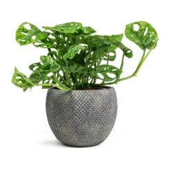 Monstera Adansonii - Philodendron Monkey Mask -Hortology Shop Monstera adansonii Philodendron Monkey Mask Fay Plant Pot Blue Gold