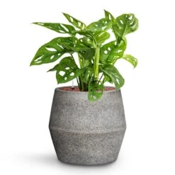 Harley Cement & Stone Plant Pot - Granite Grey -Hortology Shop Monstera adansonii Philodendron Monkey Mask HydroCare Cement Stone Harley Plant Pot Granite Grey 53c6a442 84b2 4ab2 bef1 30b7551902c5