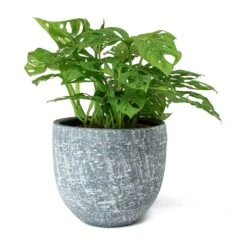 Monstera Adansonii - Philodendron Monkey Mask -Hortology Shop Monstera adansonii Philodendron Monkey Mask Karlijn Plant Pot Anthracite