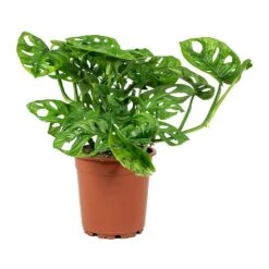 Monstera Adansonii - Philodendron Monkey Mask -Hortology Shop Monstera adansonii Philodendron Monkey Mask Large