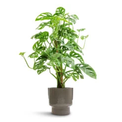 Aries Handles Plant Pot - Charcoal 16 Aries Handles Plant Pot - Charcoal -Hortology Shop Monstera adansonii Philodendron Monkey Mask Moss Pole 16x60cm Aries Handles Plant Pot Charcoal 19x20cm e5b3044e fe7b 42b2 be99 1af44f34a556