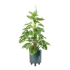 Pisa Plant Pot - Emerald -Hortology Shop Monstera adansonii Philodendron Monkey Mask Moss Pole 16x60cm Pisa Plant Pot Emerald 20x24cm