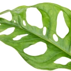 Monstera Adansonii - Philodendron Monkey Mask -Hortology Shop Monstera adansonii Philodendron Monkey Mask SWATCH