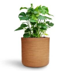 Monstera Deliciosa - HydroCare -Hortology Shop Monstera deliciosa HydroCare Dune Cylinder Planter Almond