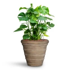 Monstera Deliciosa - HydroCare -Hortology Shop Monstera deliciosa HydroCare Treasure Selena Planter Chalk Beige
