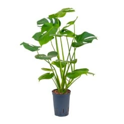Monstera Deliciosa - HydroCare -Hortology Shop Monstera deliciosa Hydroculture 15 19x55cm