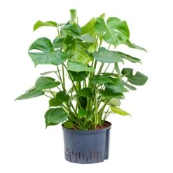 Monstera Deliciosa - HydroCare -Hortology Shop Monstera deliciosa Hydroculture 28 19x85cm